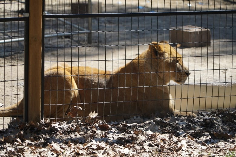 They fought a zoo — Ontario towns grapple with exotic-animal owner