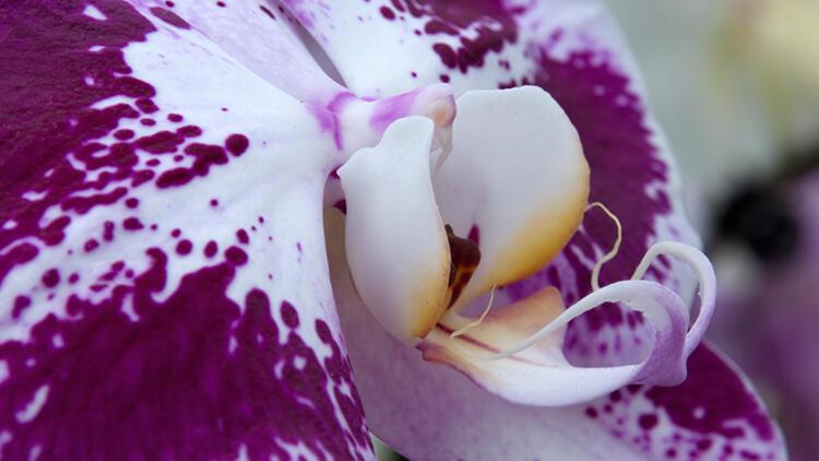 6-Güve orkideNereye koymalı: