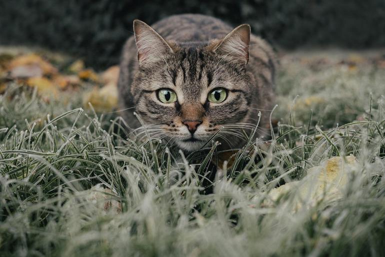 Kedi İsimleri ve Anlamları 2022: En Güzel Türkçe, Yabancı, Yaratıcı, Mitolojik Erkek ve Dişi Kedi İsimleri