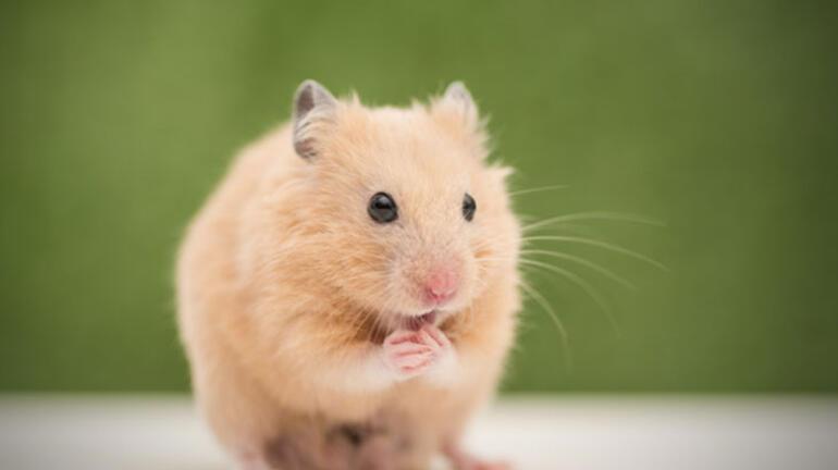 Hamster Türleri ve İsimleri: Hamster Özellikleri Nelerdir