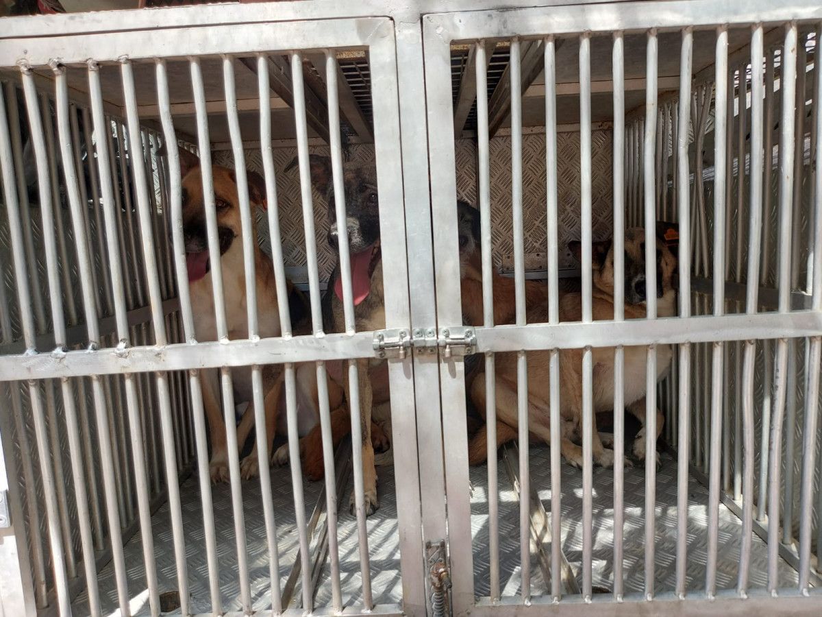 Ankara da evinin bahçesinde köpek ölüleri bulunan kadın tahliye edildi #6
