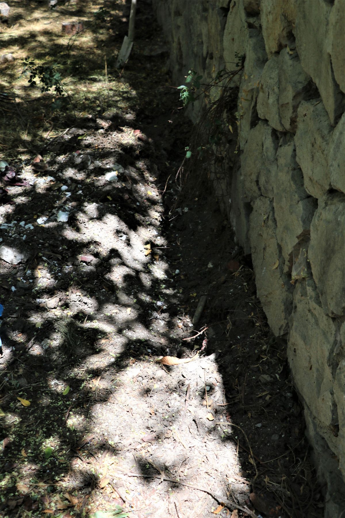 Ankara da evinin bahçesinde köpek ölüleri bulunan kadın tahliye edildi #5