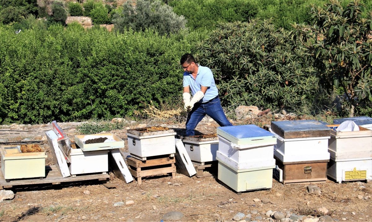 Mersin de 1 milyondan fazla arı telef oldu #4
