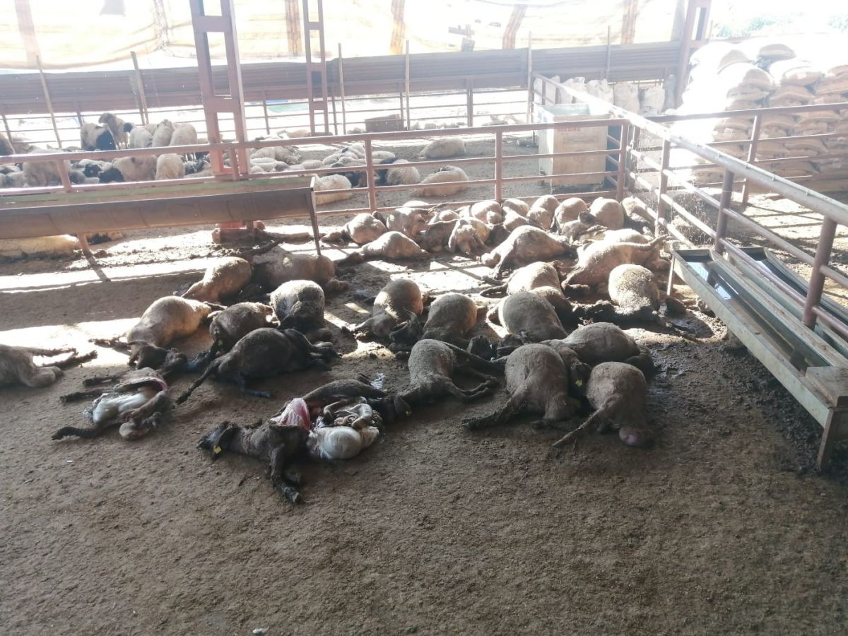 Mersin’de köpek sürüsü 50 küçükbaşı telef etti #1