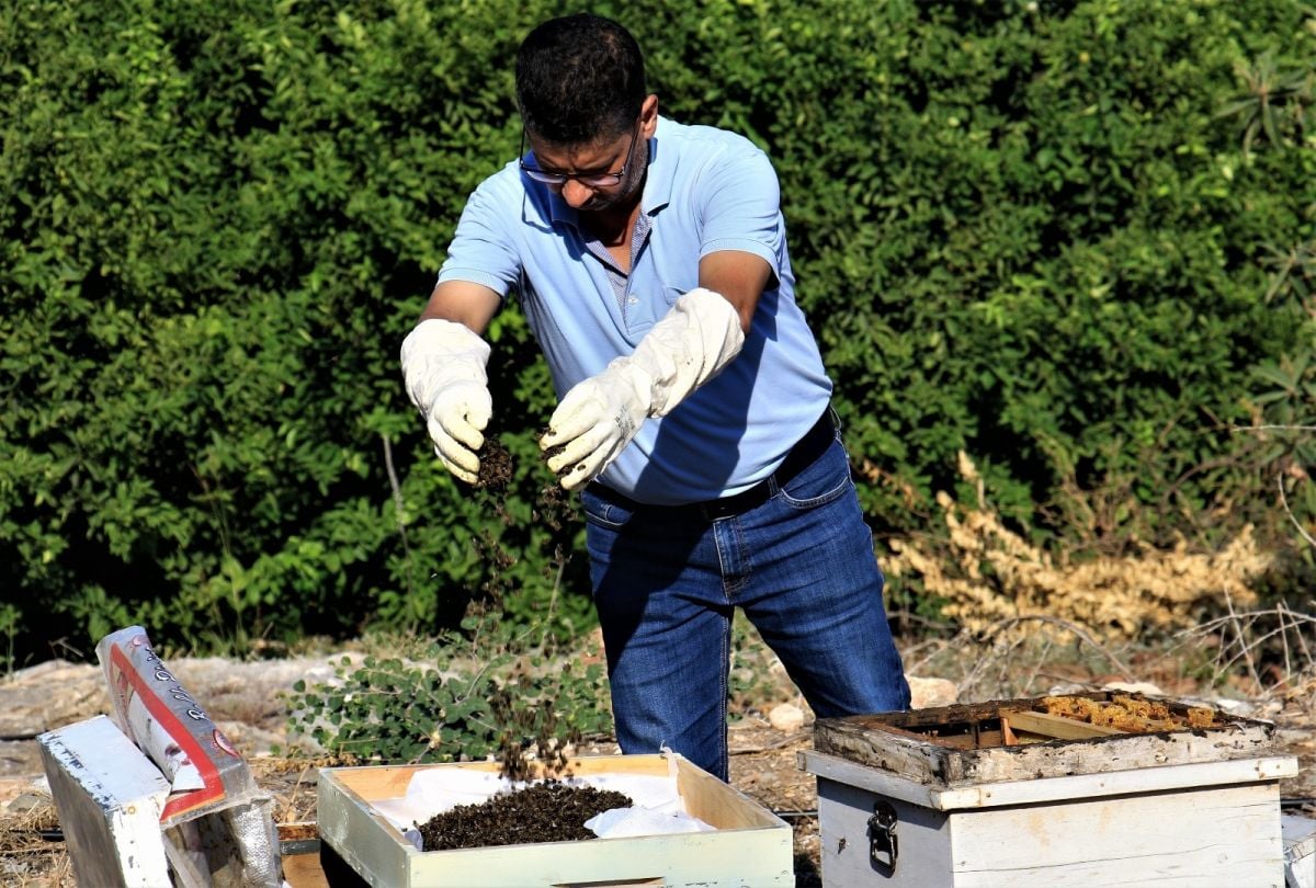 Mersin de 1 milyondan fazla arı telef oldu #2