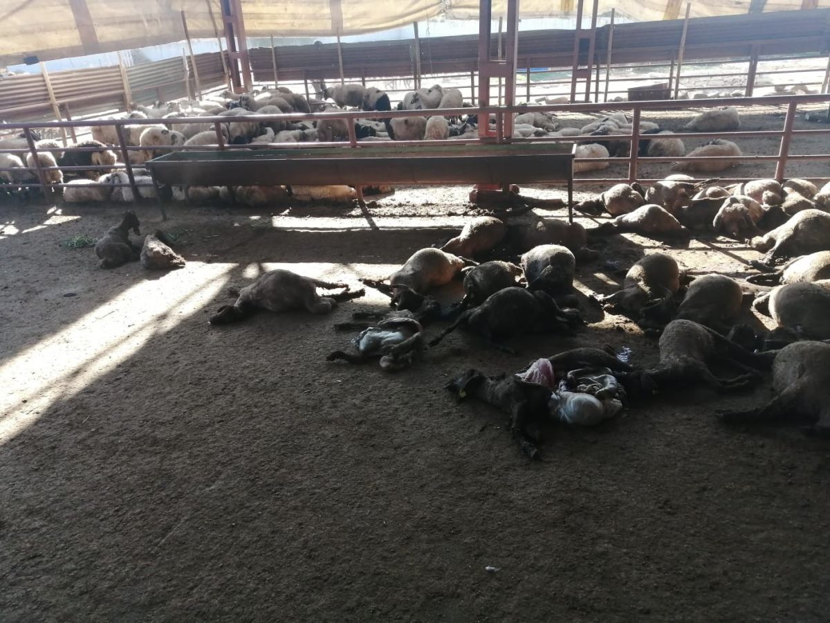Mersin’de köpek sürüsü 50 küçükbaşı telef etti #3