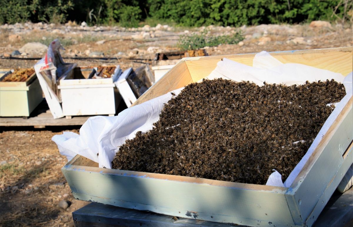 Mersin de 1 milyondan fazla arı telef oldu #3
