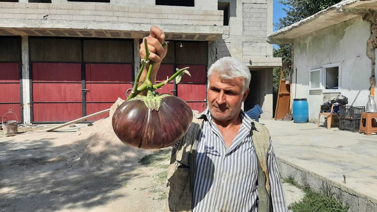 Osmaniye de normalden 30 kat büyük patlıcan yetiştirdi #3