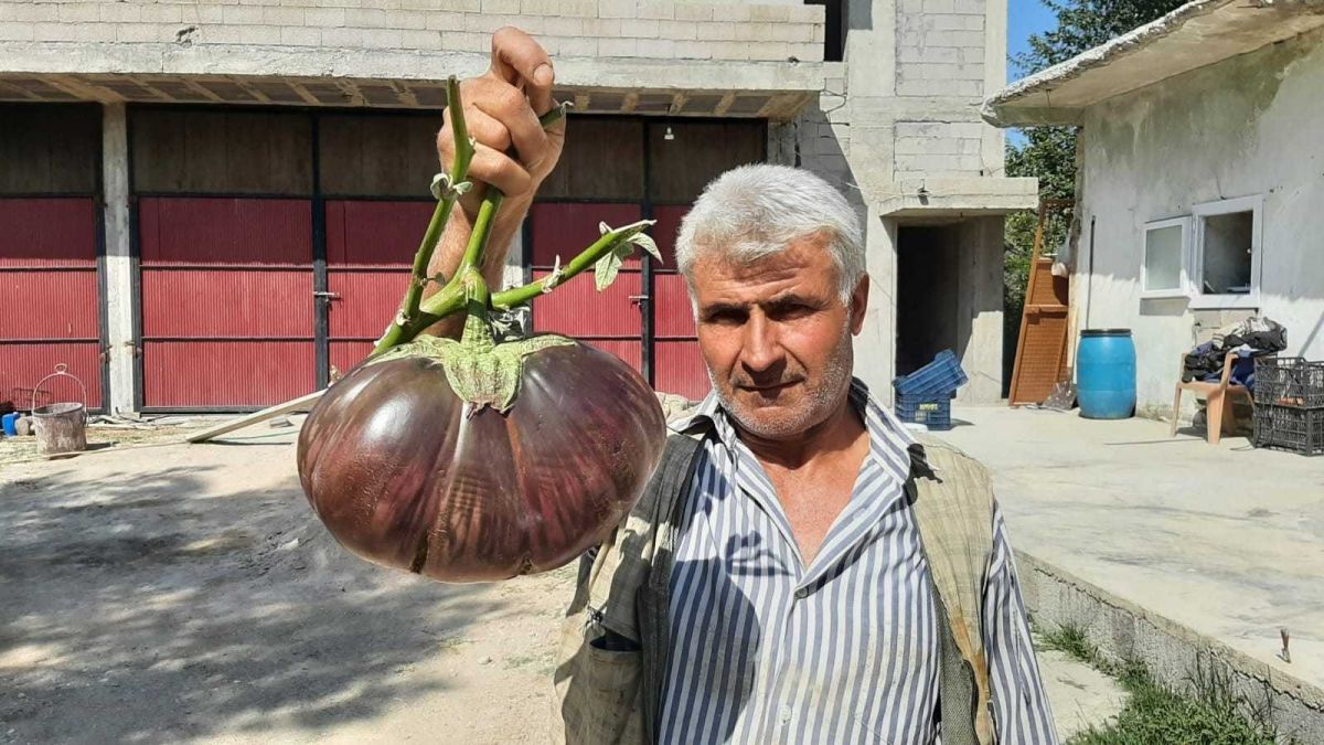 Osmaniye de normalden 30 kat büyük patlıcan yetiştirdi #2