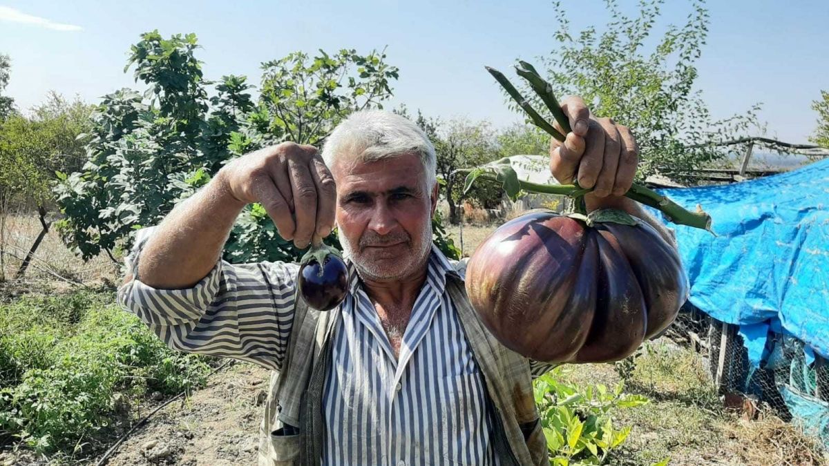 Osmaniye de normalden 30 kat büyük patlıcan yetiştirdi #1