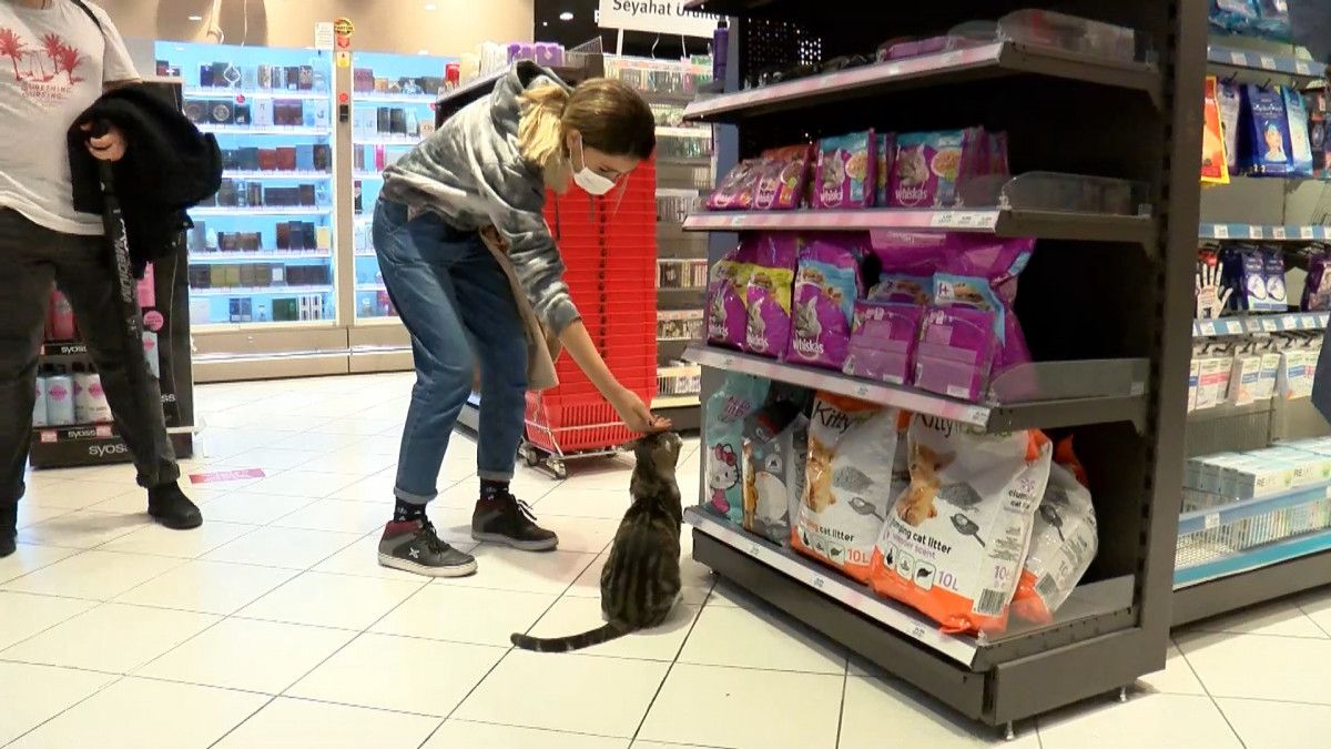 Kadıköy de bir kedi, girdiği markette kendine zorla mama aldırdı #1