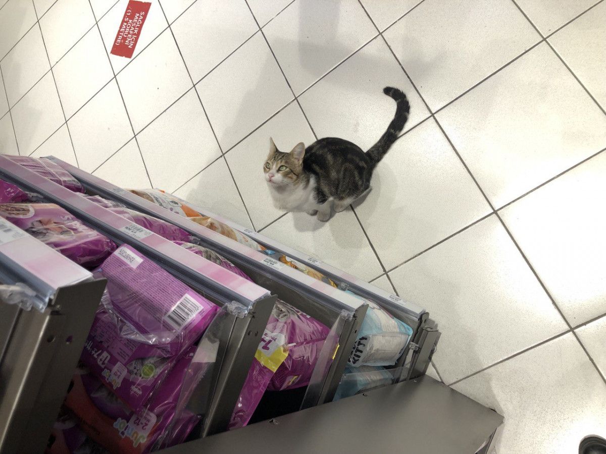 Kadıköy de bir kedi, girdiği markette kendine zorla mama aldırdı #6