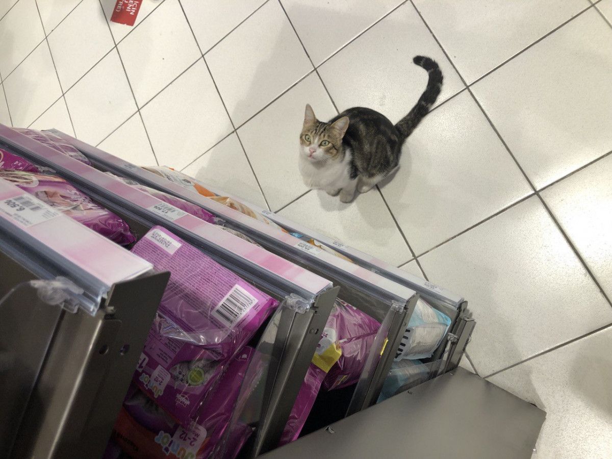 Kadıköy de bir kedi, girdiği markette kendine zorla mama aldırdı #5
