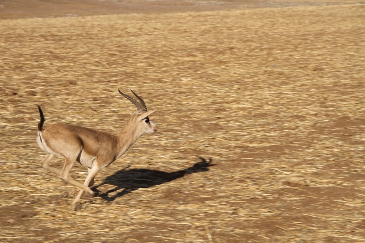 Cudi Dağı na gazella gazella türü 40 ceylan bırakıldı #4