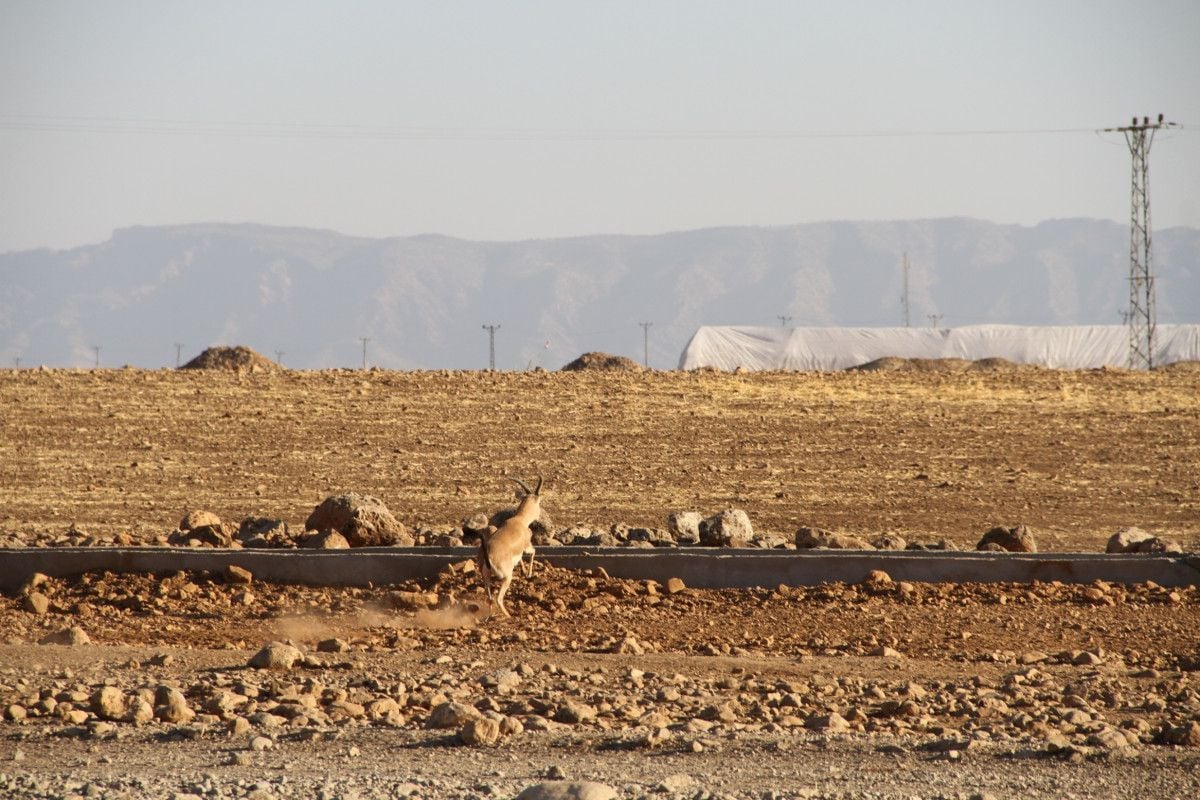 Cudi Dağı na gazella gazella türü 40 ceylan bırakıldı #3