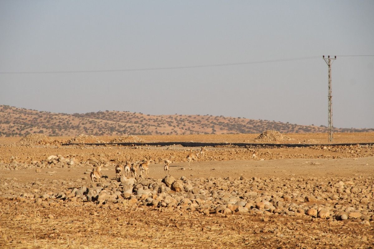 Cudi Dağı na gazella gazella türü 40 ceylan bırakıldı #10