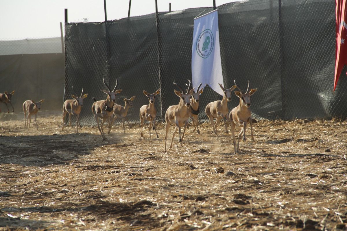 Cudi Dağı na gazella gazella türü 40 ceylan bırakıldı #1