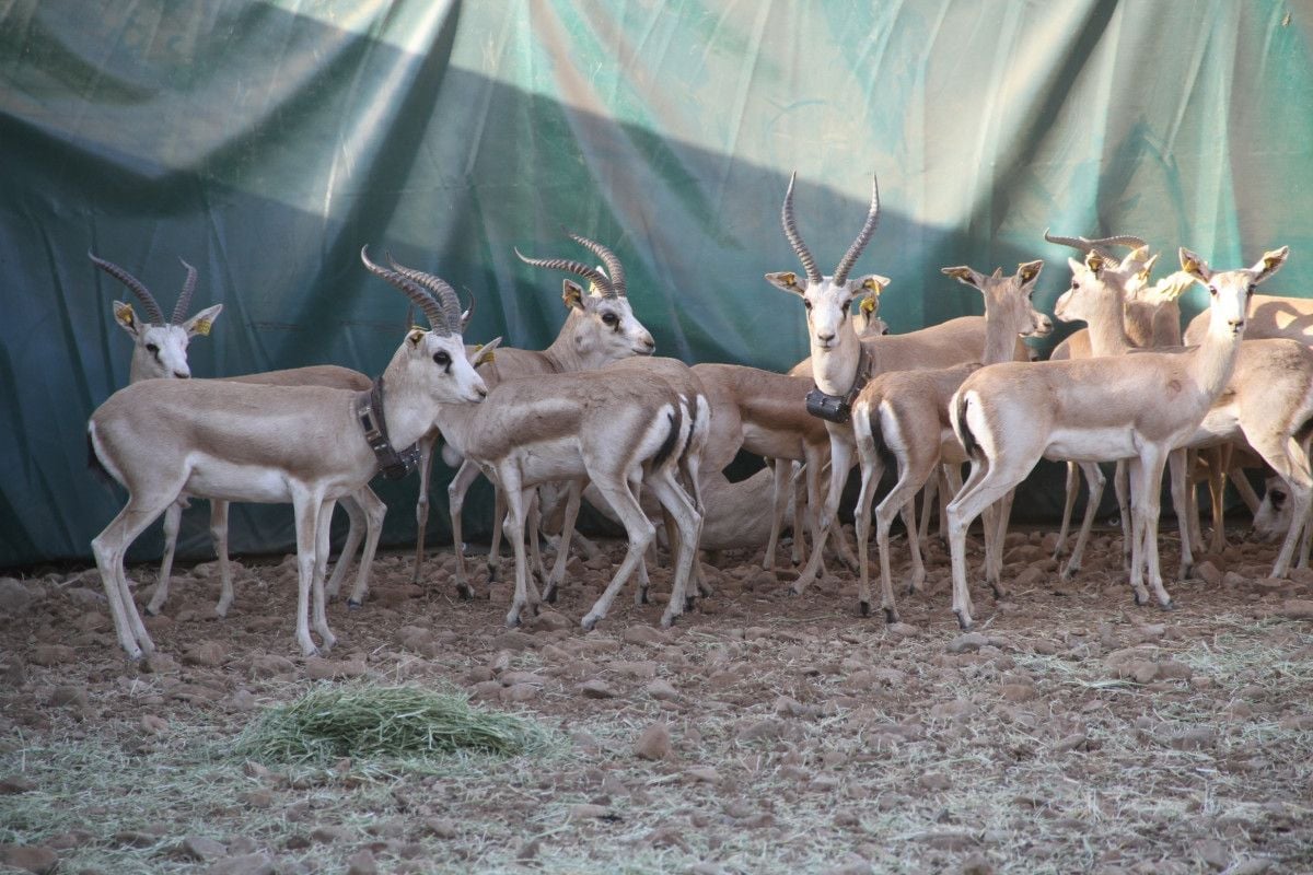 Cudi Dağı na gazella gazella türü 40 ceylan bırakıldı #7