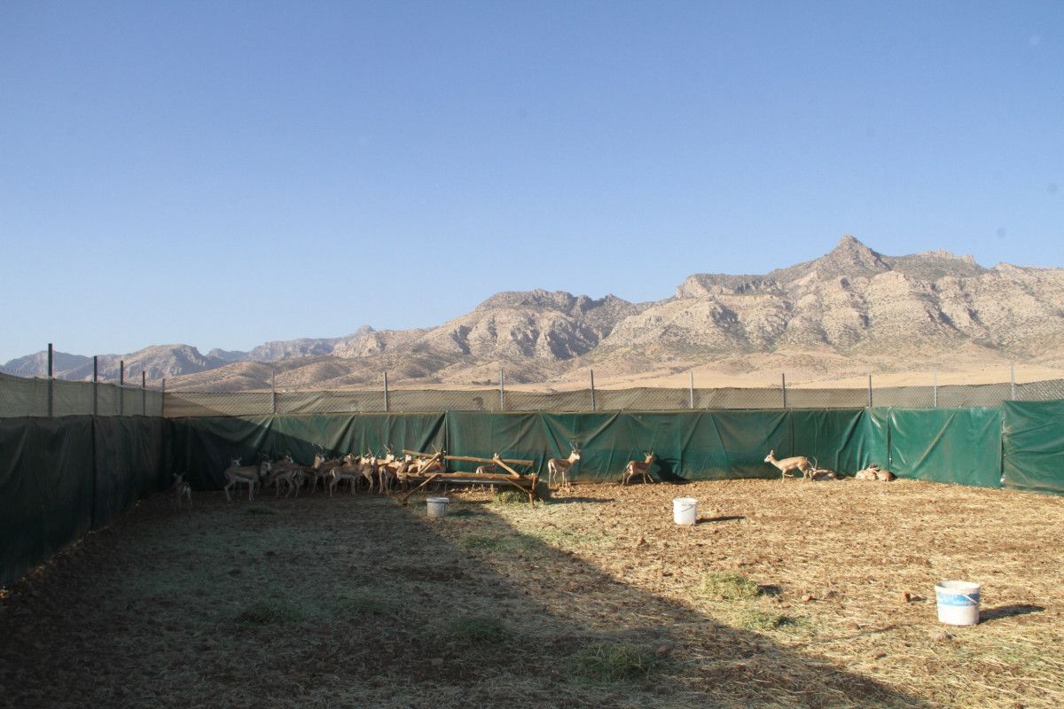 Cudi Dağı na gazella gazella türü 40 ceylan bırakıldı #6