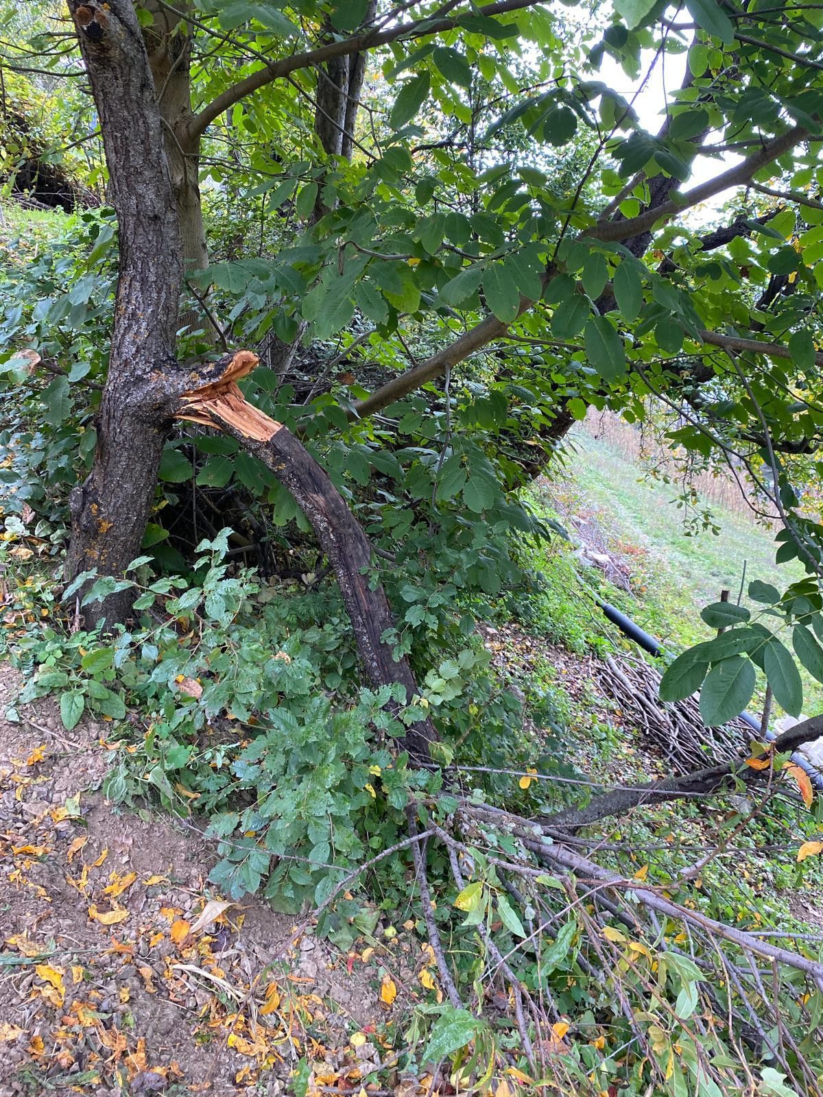 Gümüşhane de ağaç budayan kadın düşerek hayatını kaybetti #2