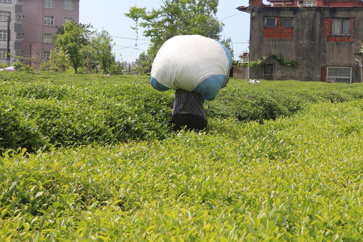 Rize de çay üreticileri hasadı kendileri yaptı: 100 milyon dolar bölgede kaldı #5