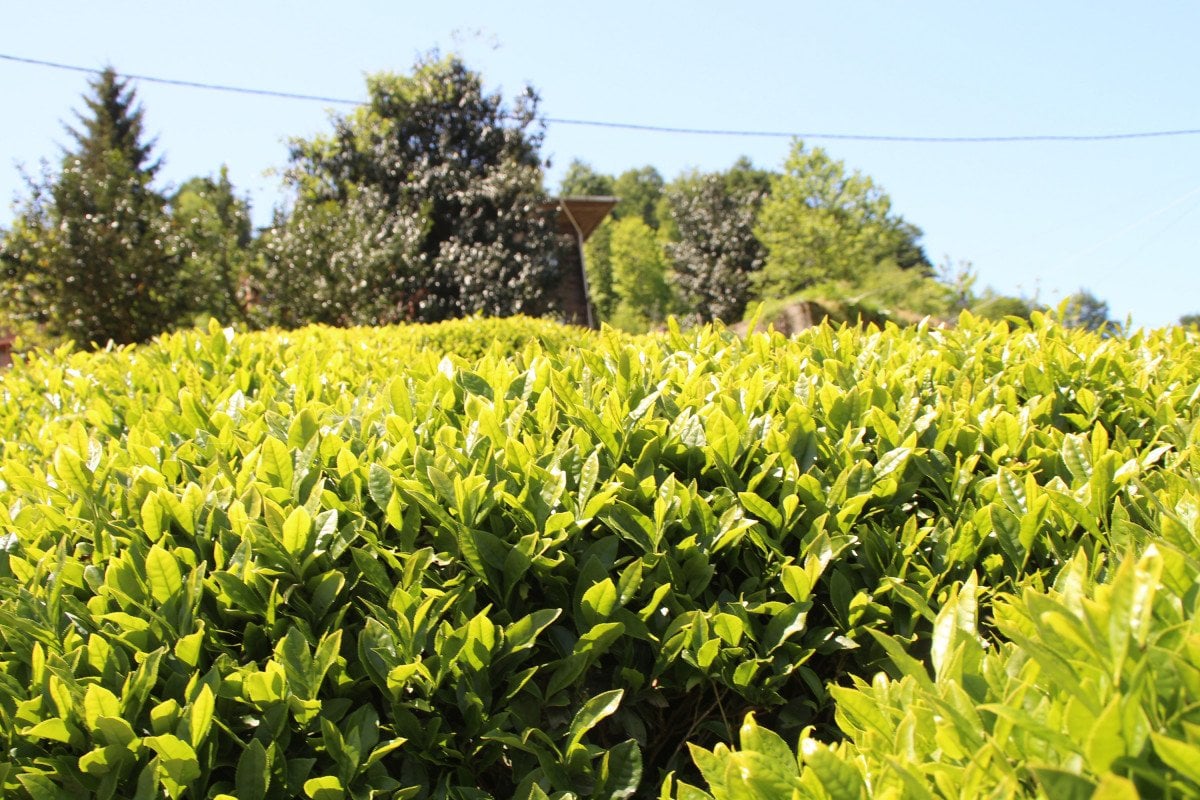 Rize de çay üreticileri hasadı kendileri yaptı: 100 milyon dolar bölgede kaldı #2