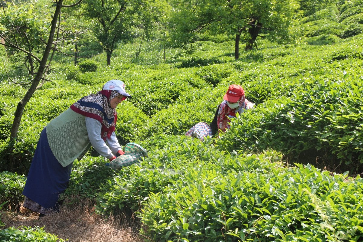 Rize de çay üreticileri hasadı kendileri yaptı: 100 milyon dolar bölgede kaldı #3