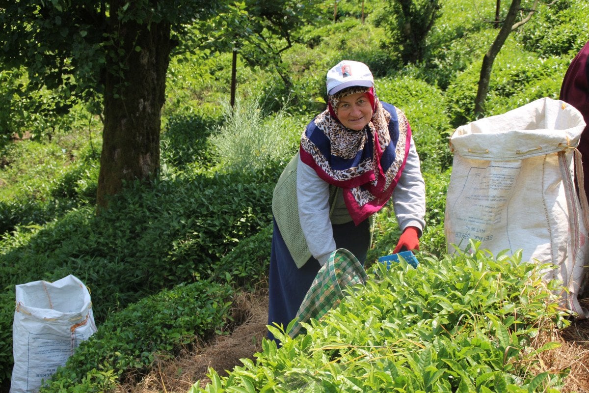Rize de çay üreticileri hasadı kendileri yaptı: 100 milyon dolar bölgede kaldı #1