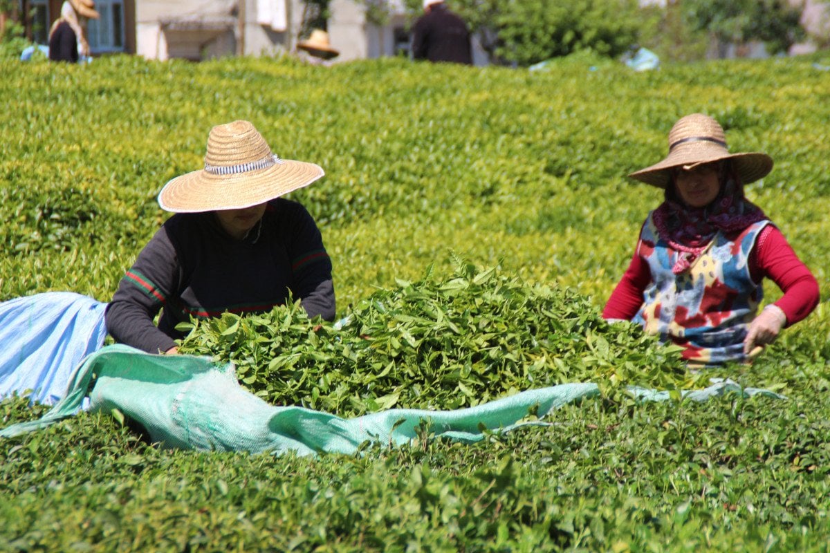 Rize de çay üreticileri hasadı kendileri yaptı: 100 milyon dolar bölgede kaldı #4