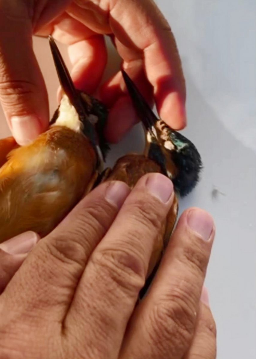 Antalya’da, kalbi duran kuşlar jandarmanın müdahalesi ile hayata döndü #2