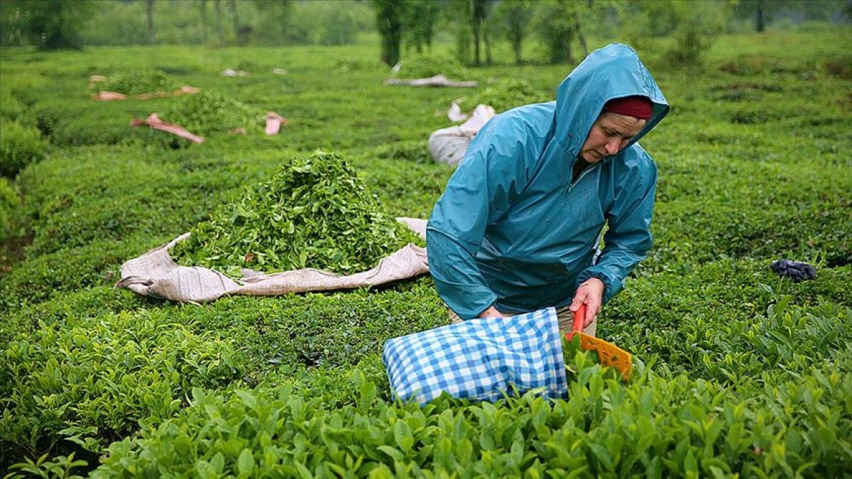Çay bahçelerinin budanması projesi 7 yıl uzatıldı #1