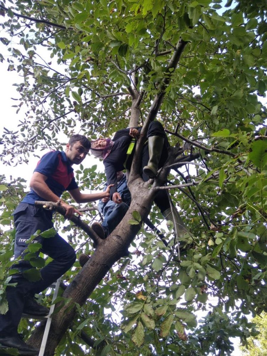 Zonguldak’ta ceviz toplamak için çıktığı ağaçta mahsur kaldı #1