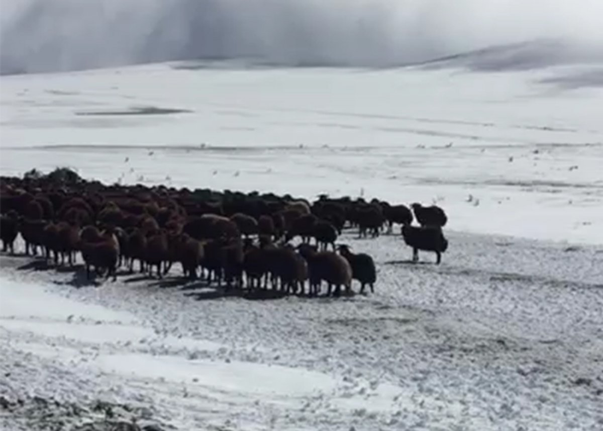 Ardahan’da mahsur kalan yaylacılar ve koyun sürüsü kurtarıldı #2
