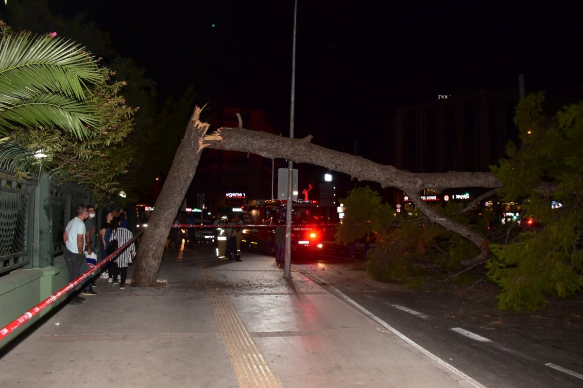 İzmir de çam ağacı yola devrildi, tramvay telleri zarar gördü #5
