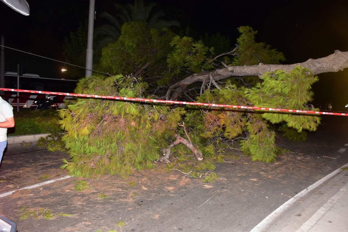 İzmir de çam ağacı yola devrildi, tramvay telleri zarar gördü #4