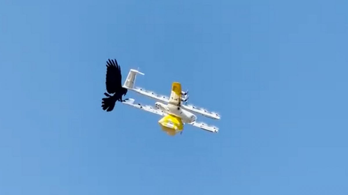 Avustralya da kuşlar, kargo drone una saldırdı #2
