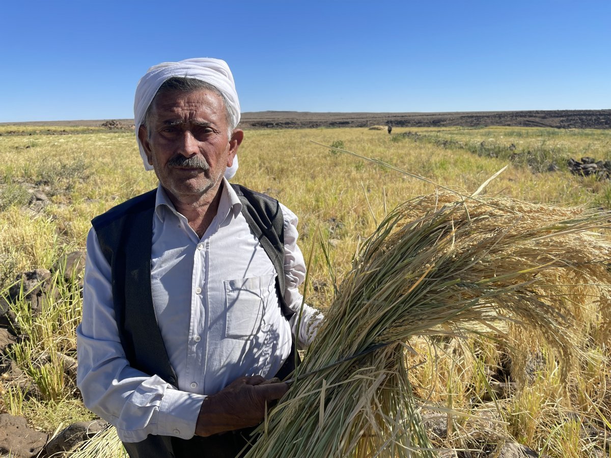 Şanlıurfa’da Karacadağ pirincinin zorlu hasadı #8