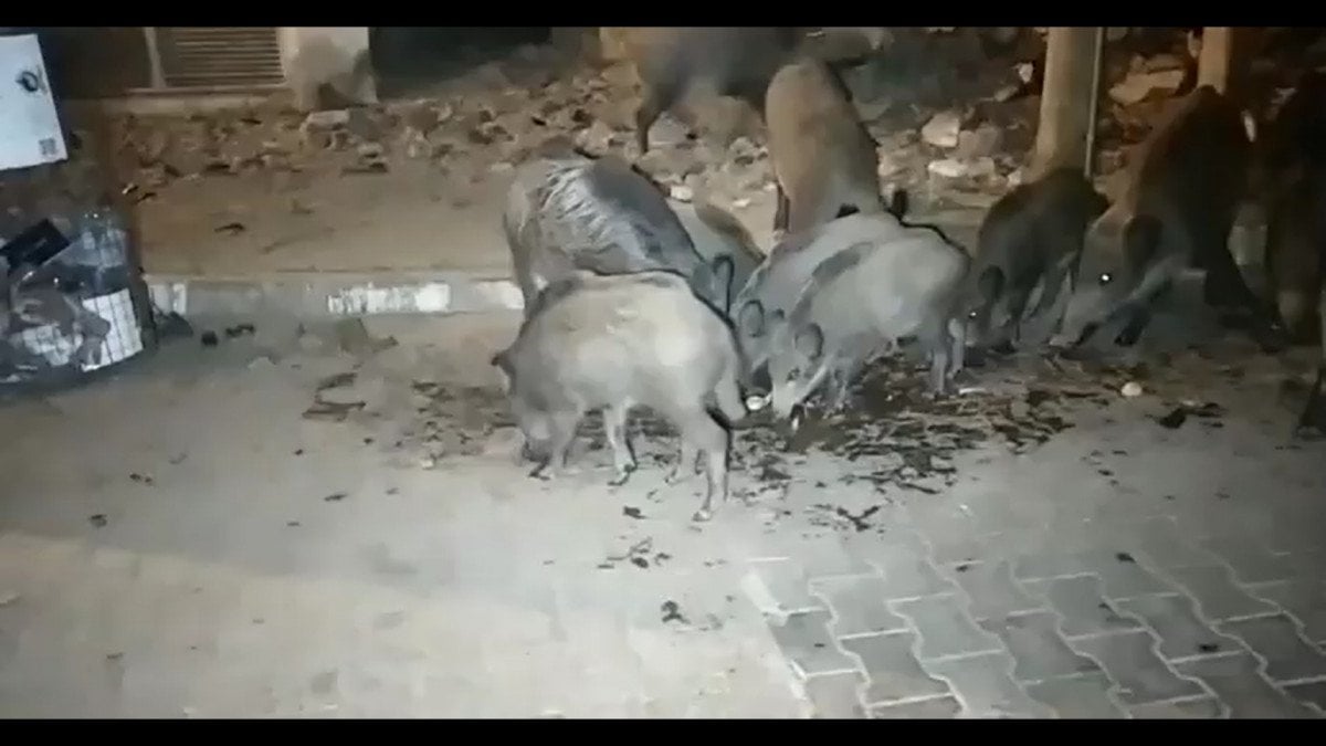 Fethiye’de aç kalan domuzları elleriyle beslediler #2