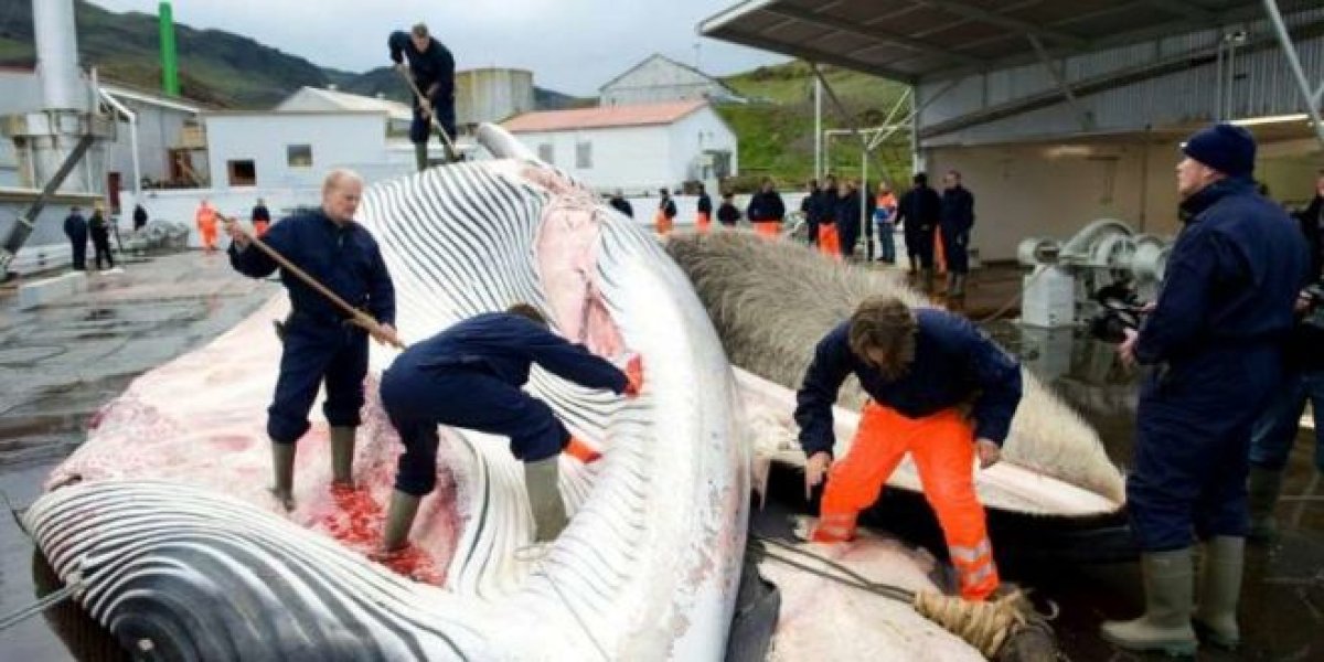 Norveç tepkilere rağmen mink balinası avlamaktan vazgeçmiyor #2