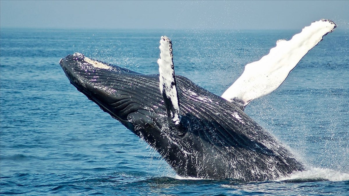 Norveç tepkilere rağmen mink balinası avlamaktan vazgeçmiyor #1