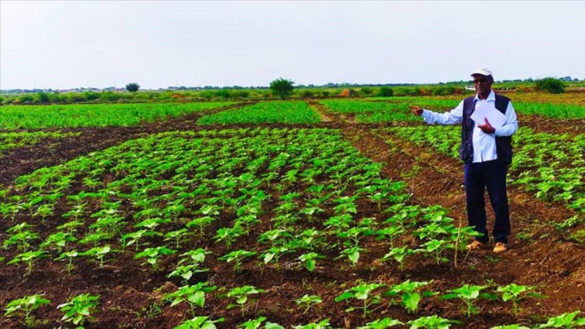 Türk tohumu Sudan da üretilecek #2