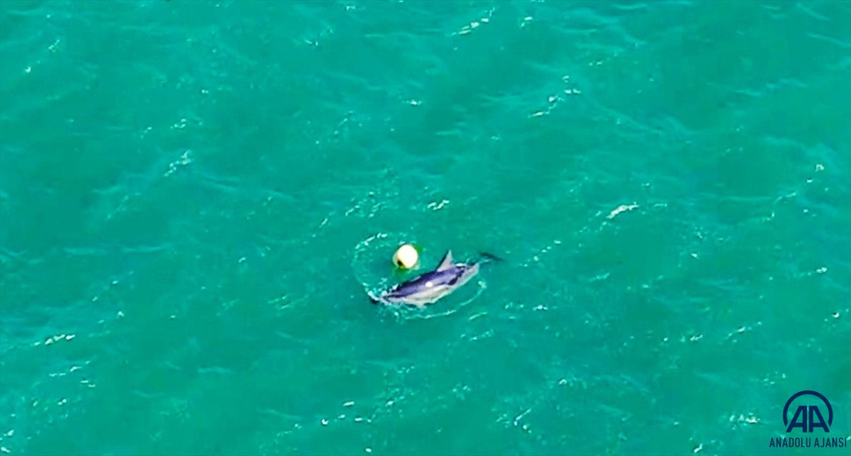 Balıkesir de yunusun şamandırayla oyunu drone ile görüntülendi #3