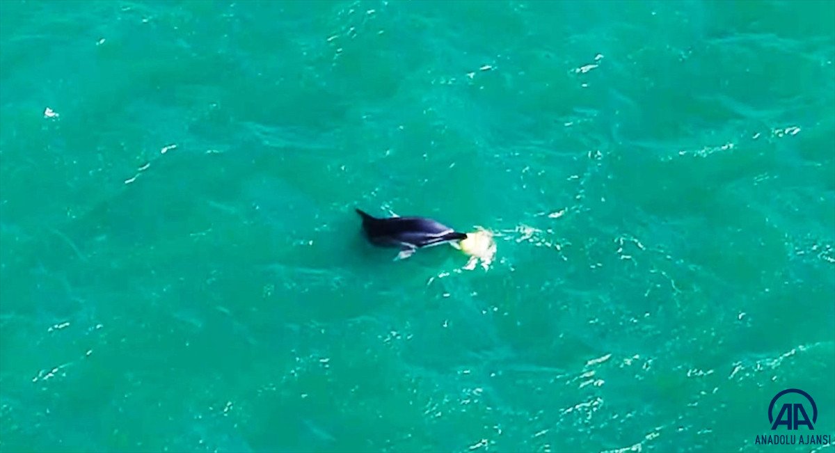 Balıkesir de yunusun şamandırayla oyunu drone ile görüntülendi #4