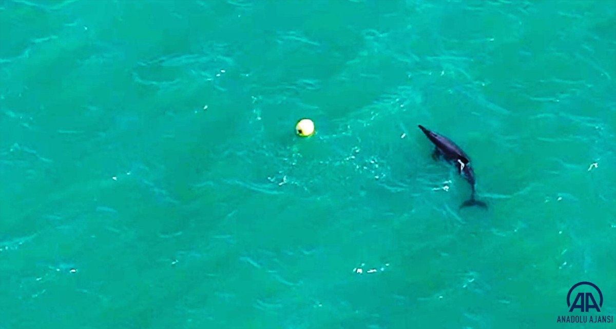 Balıkesir de yunusun şamandırayla oyunu drone ile görüntülendi #2
