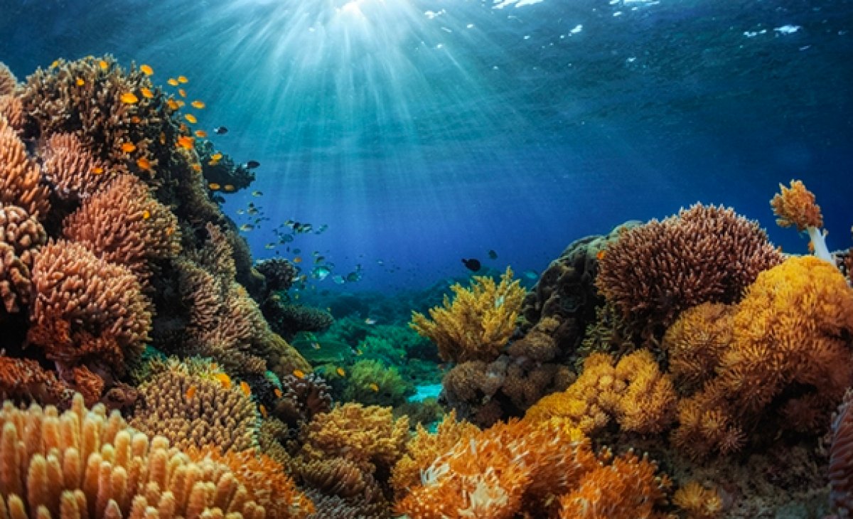 Dünya genelinde mercan resifinin yüzde 14 ü yok oldu #4