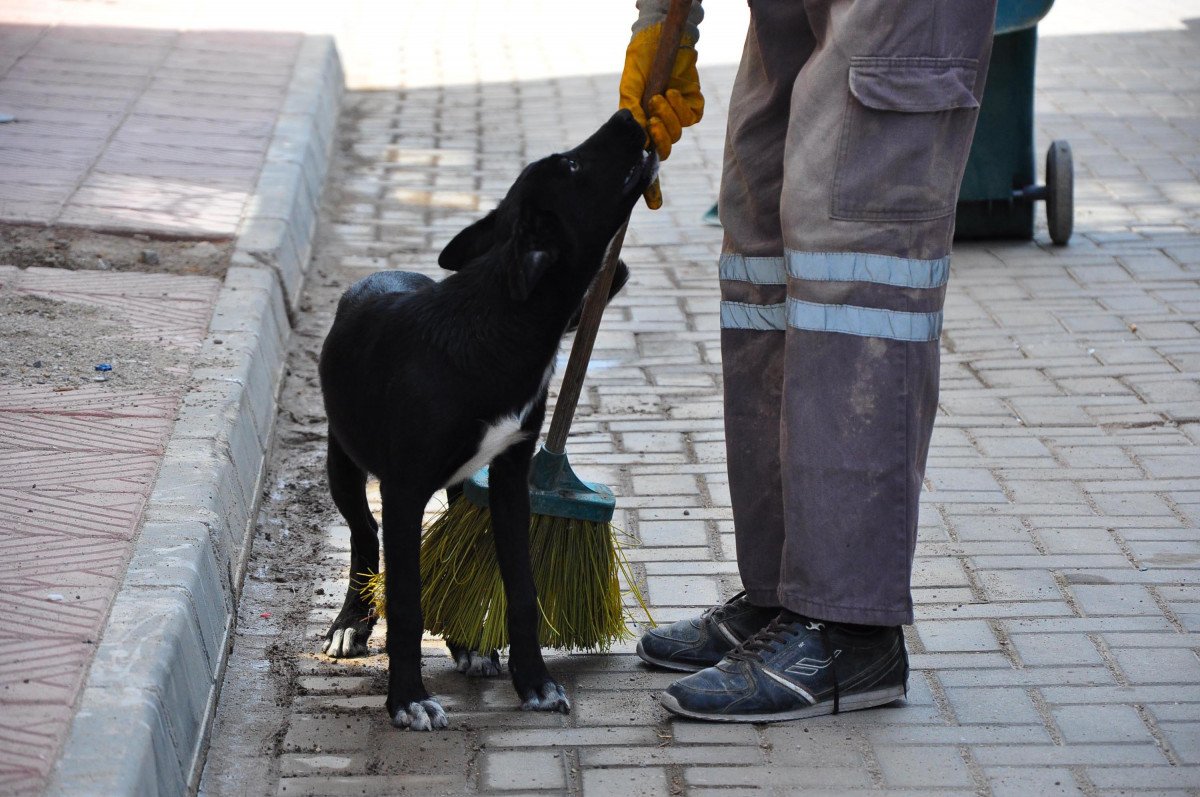 Manisa’da, temizlik işçisi ile sokak köpeğinin samimi dostluğu #6