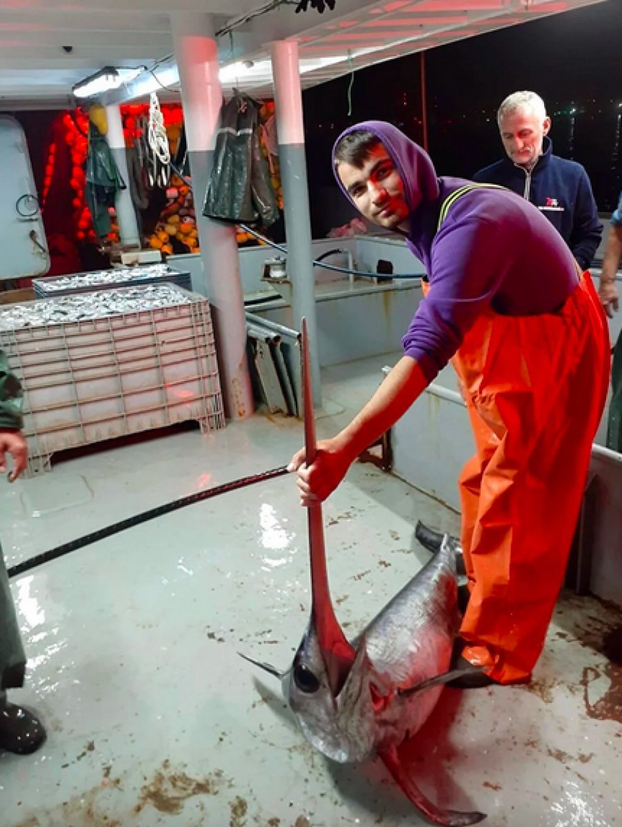 İstanbul Boğazı nda 60 yıl sonra kılıç balığı görüldü #4