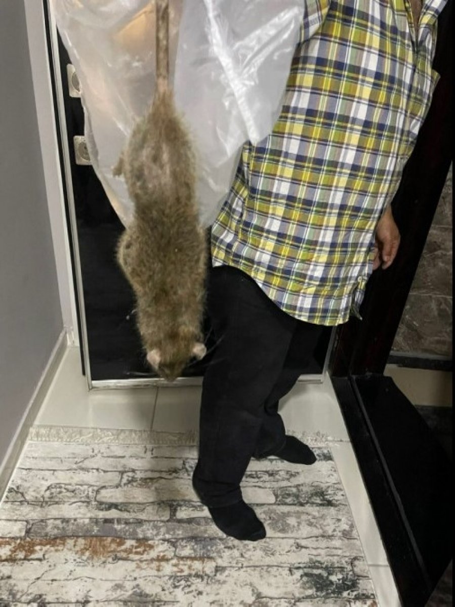Sultangazi’de,eve giren büyük fare, ev halkını sokağa döktü #4