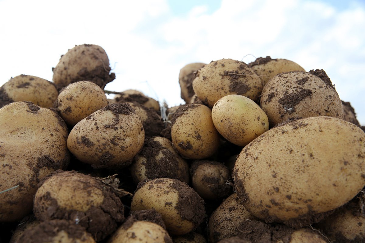 Sivas ta patates üreticilerini yerli tohum verimi sevinci sardı #5