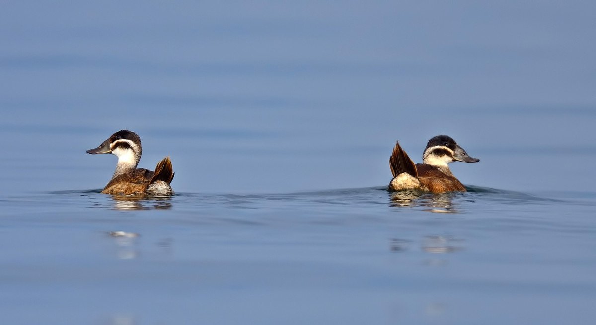 Dikkuyruk ördeği, Burdur Gölü nü artık terk etti #4